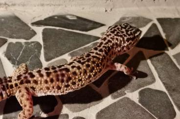 Geckos kaufen und verkaufen Photo:    Leopardgecko Weibchen 