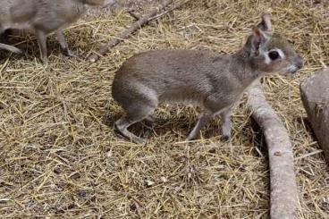 Exotic mammals kaufen und verkaufen Photo: Zwergmara, Kleiner Pampashase ,Dolichotis salinicola