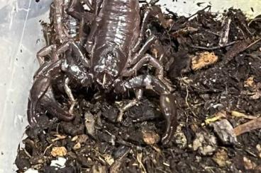 Scorpions kaufen und verkaufen Photo: Heterometrus laoticus, Schwarzer Laos-Skorpion in I4