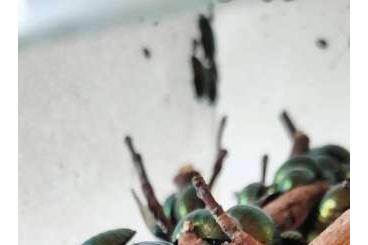 Insects kaufen und verkaufen Photo: Smaragdschaben - Pseudoglomeris magnifica 