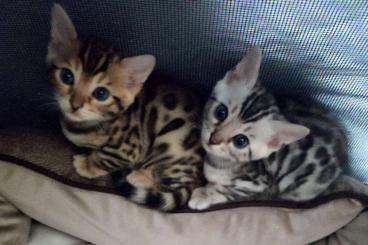 Exotic mammals kaufen und verkaufen Photo: Bengalkatze (2-Bengal/Kitten)