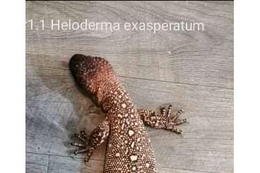 Lizards kaufen und verkaufen Photo: I deliver to houten this weekend :Heloderma exasperatum 