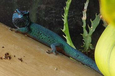 Geckos kaufen und verkaufen Photo: Lygodactylus williamsi 1.0 
