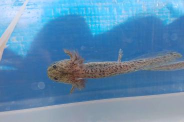 newts and salamanders kaufen und verkaufen Photo: Junge Axolotl abzugeben Schwarz / Weiß (Cooper !?)
