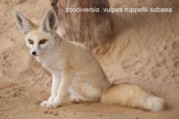 Exotic mammals kaufen und verkaufen Photo: Vulpes ruppellii sabaea  for Sale 