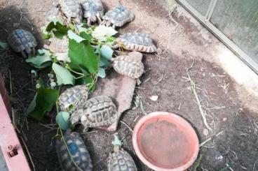Turtles and Tortoises kaufen und verkaufen Photo: Griechische Landschildkröte 