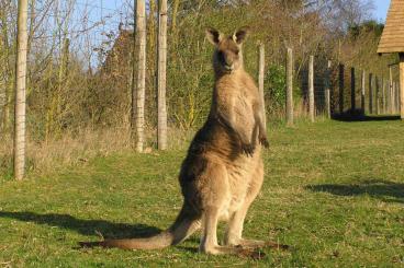 Exotic mammals kaufen und verkaufen Photo: Young grey kangaroos (Macropus giganteus & M. fuliginosus) for sale
