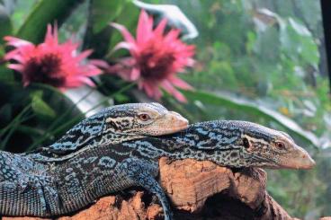 Monitor lizards kaufen und verkaufen Photo: Varanus macraei erfolgreiche Zuchtgruppe zu verkaufen