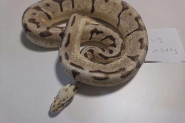 Ball Pythons kaufen und verkaufen Photo: Not Verkauf Komplett bestand von unseren Königspython Ball Pythons kaufen und verkaufen Photo: Not Verkauf Komplett bestand von unseren Königspython