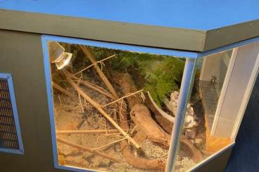 Lizards kaufen und verkaufen Photo: Blauzungenskink männlich mit großem Terrarium