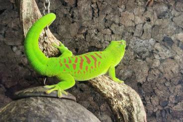 Geckos kaufen und verkaufen Foto: Suche Phelsuma grandis 0.1