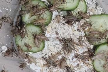 Feeder animals kaufen und verkaufen Photo: Crickets - Acheta Domesticus
