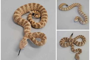Venomous snakes kaufen und verkaufen Photo:  2,1 Crotalus angelensis CB 22