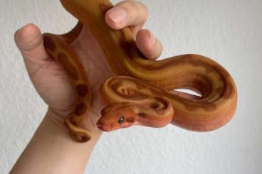 Boas kaufen und verkaufen Photo: 4 verschiedene Boas abgeben Boas kaufen und verkaufen Photo: 4 verschiedene Boas abgeben
