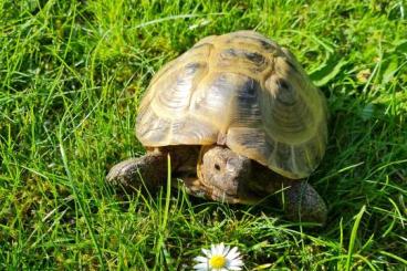 Tortoises kaufen und verkaufen Photo: Russische Vierzehenlandschildkröte