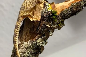 Geckos kaufen und verkaufen Foto: 1.0 Chamäleongecko (Eurydactylodes agricolae) Geckos kaufen und verkaufen Foto: 1.0 Chamäleongecko (Eurydactylodes agricolae)