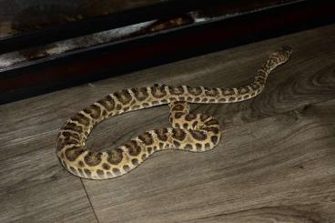 Venomous snakes kaufen und verkaufen Photo: Crotalus atrox 1.0 scaleless