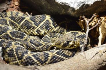 Venomous snakes kaufen und verkaufen Photo: 1.0 Crotalus adamanteus Het Albino CB18 