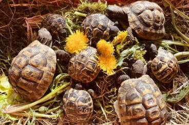 Schildkröten  kaufen und verkaufen Foto: Griechische Landschildkröten