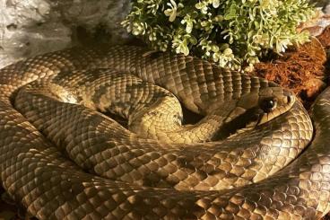 Snakes kaufen und verkaufen Photo: Anaconda, Elaphe carinata,Hydrodynastes gigas