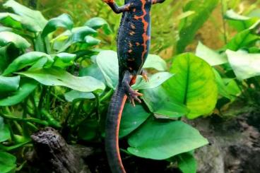 newts and salamanders kaufen und verkaufen Photo: C.ensicauda popei (Tokashiki)