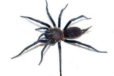 Spiders and Scorpions kaufen und verkaufen Photo: Linothele fallax Nachzuchten