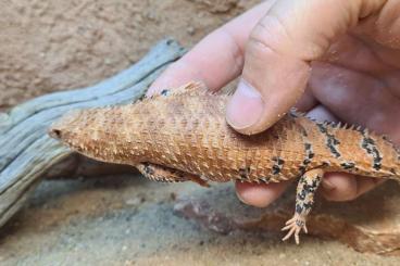 Echsen kaufen und verkaufen Foto: 0.1 Egernia Epsisolus CB'19 Echsen kaufen und verkaufen Foto: 0.1 Egernia Epsisolus CB'19