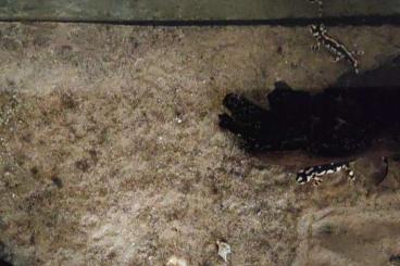 newts and salamanders kaufen und verkaufen Photo: Lonely Neurergus kaiseri females looking for mate