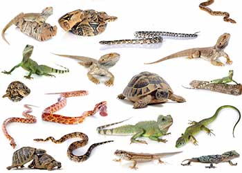 Echsen, Schlangen, Schildkröten, Spinnen & CO kaufen und verkaufen