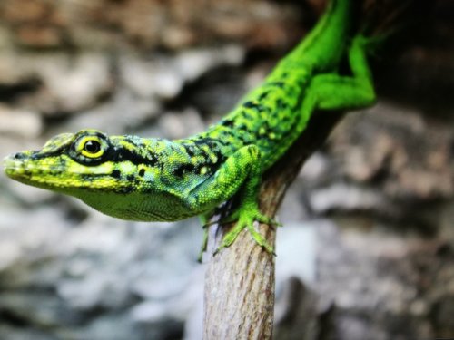 Lizards kaufen und verkaufen Photo: Biete Anolis roquet summus :1adultes Männchenx
