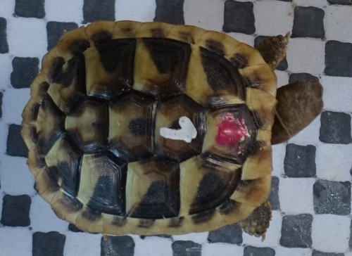 Turtles and Tortoises kaufen und verkaufen Photo: Griechische Landschildkröten, Testudo hermanni boettgeri, Schlüpflinge von