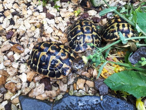Schildkröten  kaufen und verkaufen Foto: THH - Bock Apulien Süditalien 
