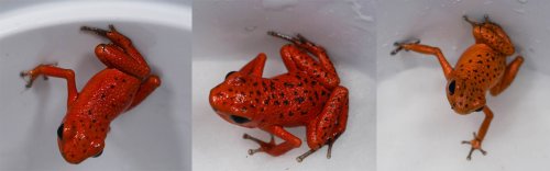 Poison dart frogs kaufen und verkaufen Photo: Abzugeben für Selbstabholer in Düsseldorf