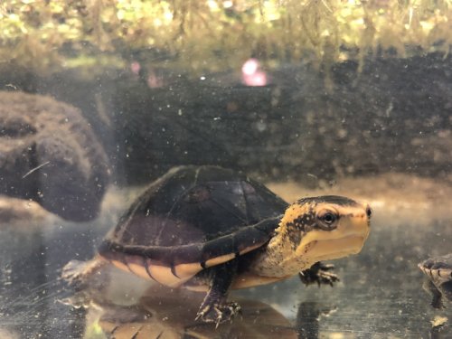 Schildkröten  kaufen und verkaufen Foto: Kinosternon leucostomum postinguinale Nachzuchten