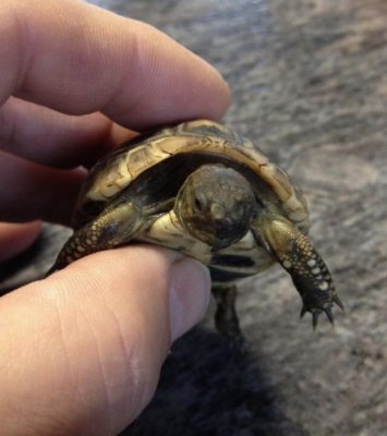 Schildkröten  kaufen und verkaufen Foto: Verkaufe griechische Landschildkröten aus eigener Nachzucht 