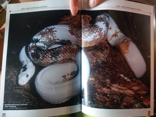 Snakes kaufen und verkaufen Photo: Suche pantherophis obsoletus lindheimeri calico
