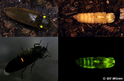 Insects kaufen und verkaufen Photo: I am offering larvae of Pyrophorus noctilucus