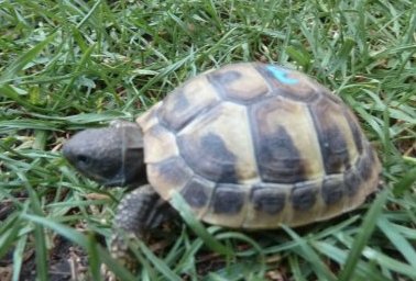 Turtles and Tortoises kaufen und verkaufen Photo: Junge vitale Griechische Landschildkröten (Thb) aus 2018 und 2020