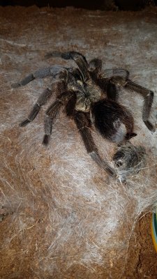 - bird spiders kaufen und verkaufen Photo: I'm looking for:Phormictopus cubensis- Kuba Tarantel -
