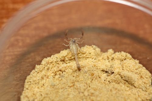Spiders and Scorpions kaufen und verkaufen Photo: For sale alive Mesobuthus caucasicus (from 2i to 5i)