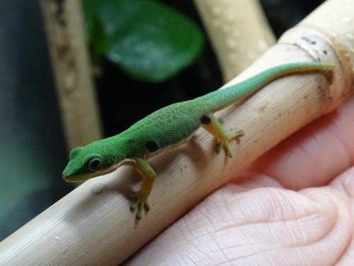 Lizards kaufen und verkaufen Photo: Verkaufe aus eigener Zucht PfauenaugenTaggecko(Phelsuma quadriocellata