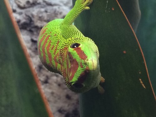 Geckos kaufen und verkaufen Foto: Phelsuma grandis abzugeben