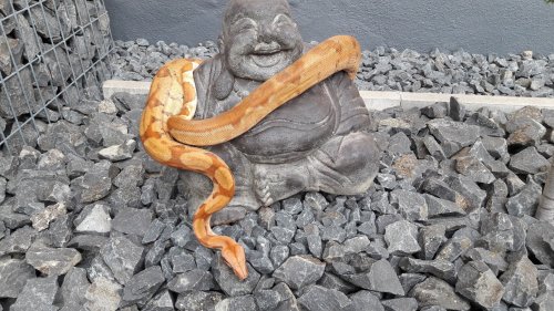 Snakes kaufen und verkaufen Photo: Boa constrictor imperator.Biete Panama Super Hypoboa Jeff