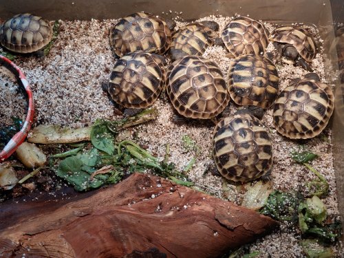 Tortoises kaufen und verkaufen Photo: Testudo hermanni Nachzuchten