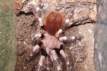 - bird spiders kaufen und verkaufen Photo: Vogelspinnen NZ'en V. chromatus 22