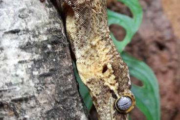 Geckos kaufen und verkaufen Photo: 0.1 Rhacodactylus auriculatus NZ 22