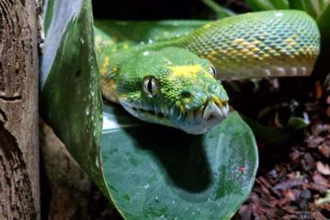 Pythons kaufen und verkaufen Photo: 1.0 Morelia Viridis Biak/Aru/Sorong Mix