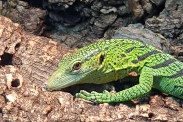 Monitor lizards kaufen und verkaufen Photo: Varanus prasinus ENZ 3/24 abzugeben 