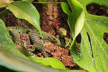 Warane kaufen und verkaufen Foto: Varanus prasinus ENZ 7/24 abzugeben 