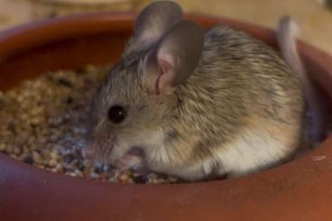 Exotic mammals kaufen und verkaufen Photo: Biete Turkmenische Maushamster und Campbell-Zwerghamster WFNZ NZ25